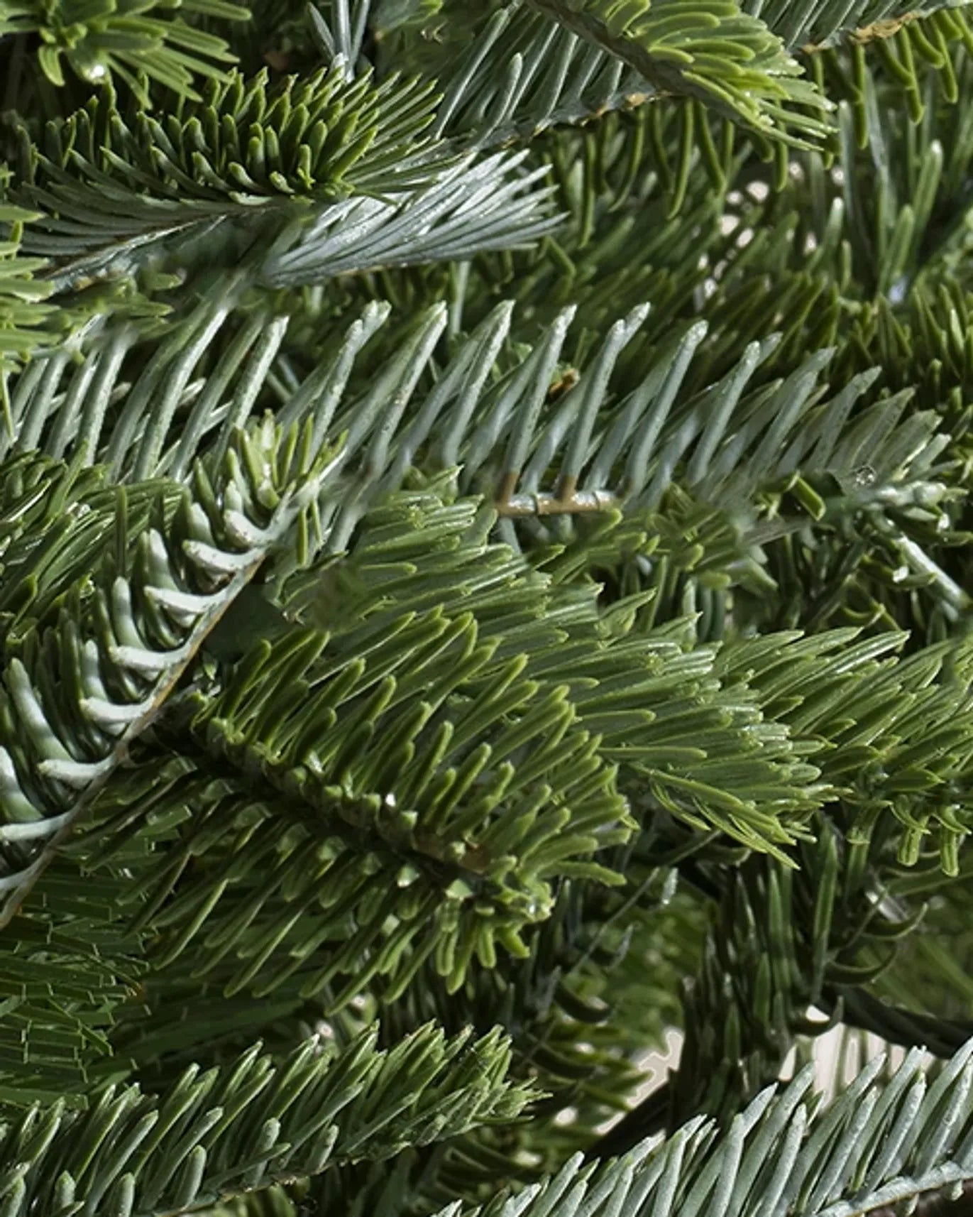 Sapins de Nordmann artificiel