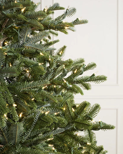 Sapin de Nordmann reNEW