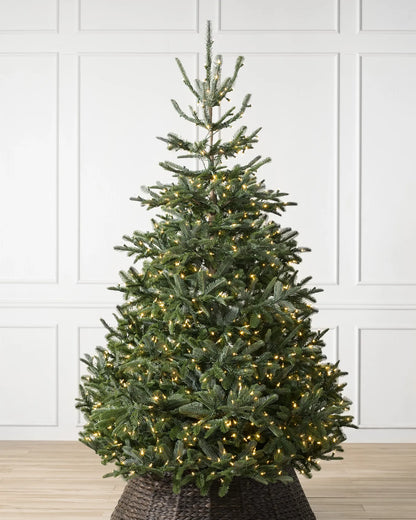 Sapin de Nordmann reNEW